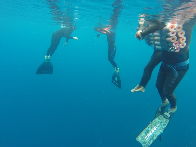  snorkeling courses 